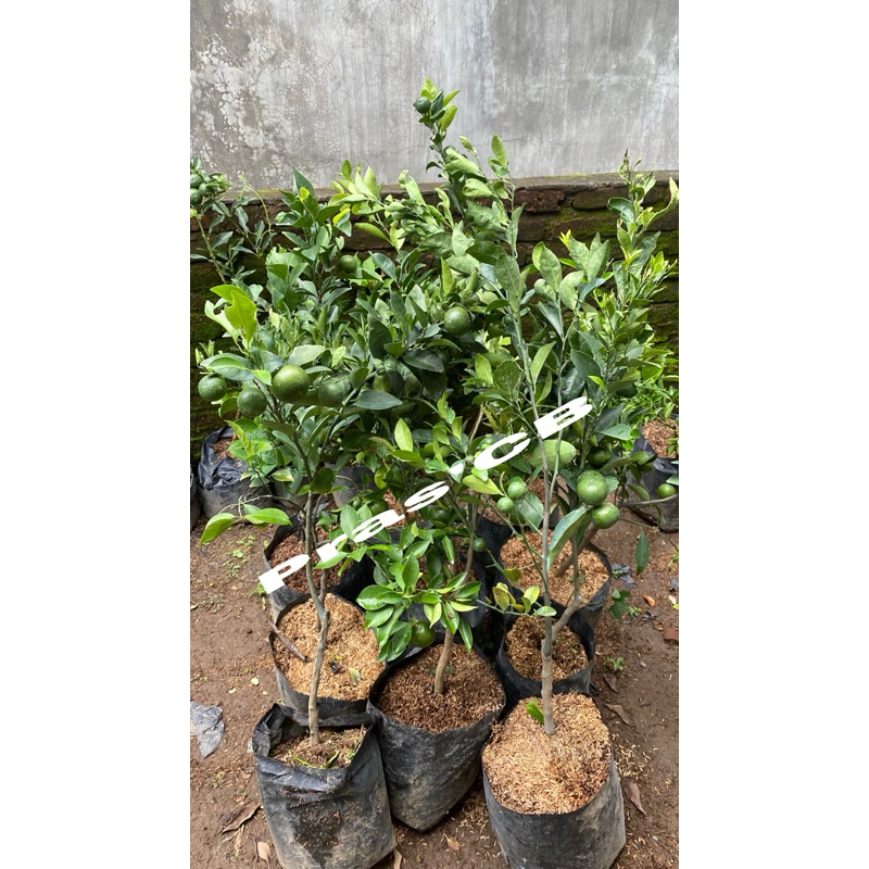 Bibit jeruk santang madu hijau / santang daun (kondisi sudah berbuah)