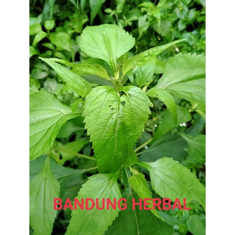 

daun kirinyuh segar obat herbal 500grm langsung petik