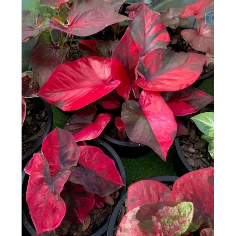 Keladi Volcano Tanaman Hias Keladi Caladium Hias Volcano Tanaman Hias Hidup Tanaman Hidup