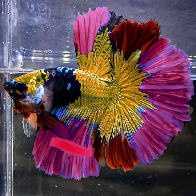 cupang HM ekor lebar, size L, kualitas terjamin