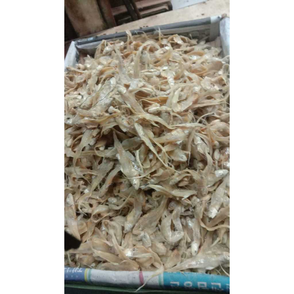 

IKAN BULU AYAM - 1KG