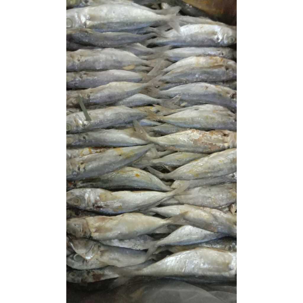 

IKAN LAYANG ASIN - 1KG
