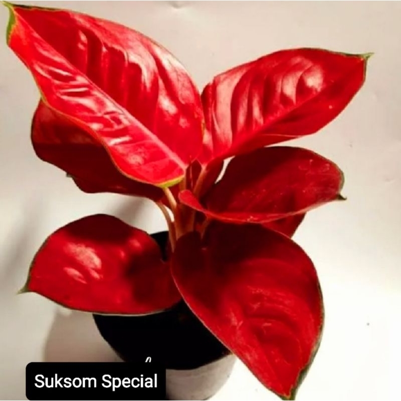 Aglonema Suksom Jaipong Super Roset/ Aglaonema Suksom Jaipong Tanaman Hias Bunga Aglaonema Murah Mer