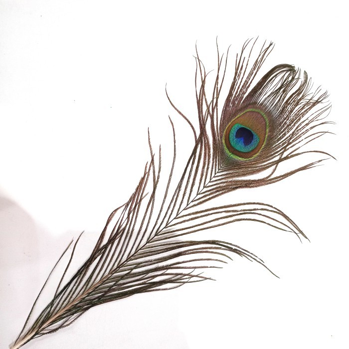 Bulu Merak / Bulu Krisna / Bahan Kerajinan Tangan / Bahan Aksesoris