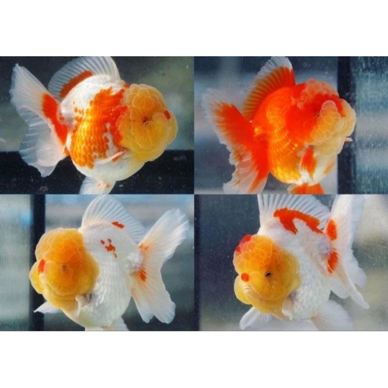 Ikan Hias Mas Koki Oranda Redwhite Shortbody Shorttail Gen 3Colour & Blackgold Grade High Quality