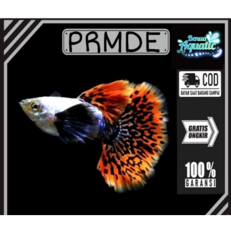 

Stiker_PRMDE_GUPPY