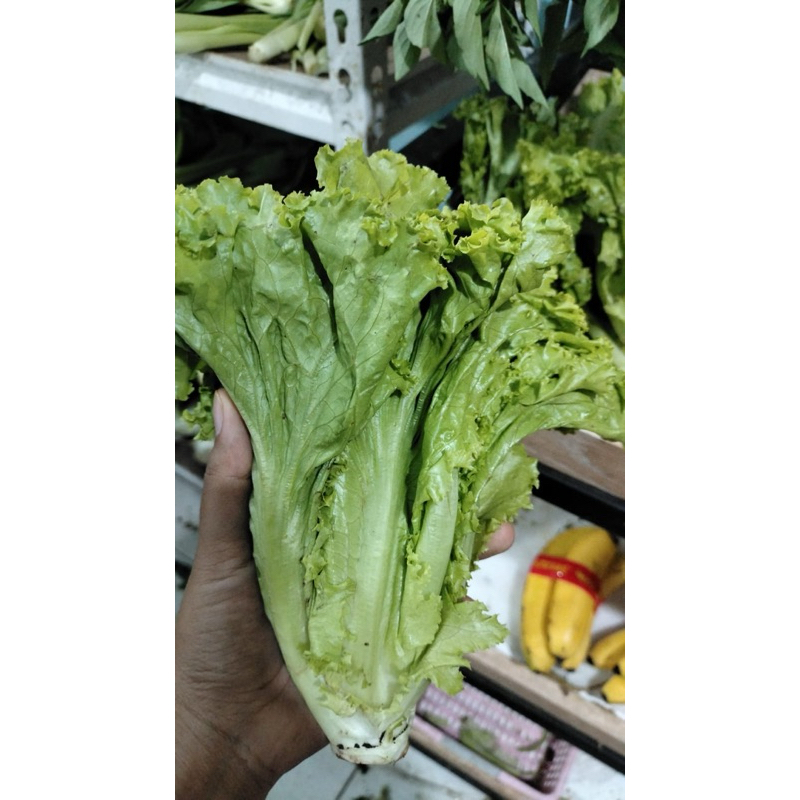 

selada segar 500 g