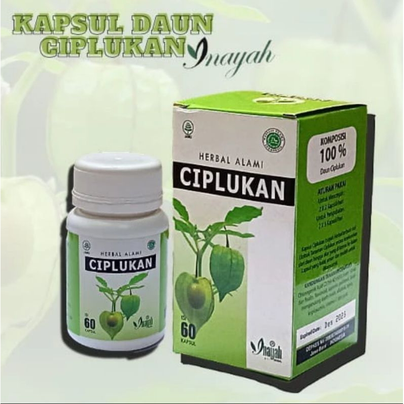 Kapsul Daun Ciplukan