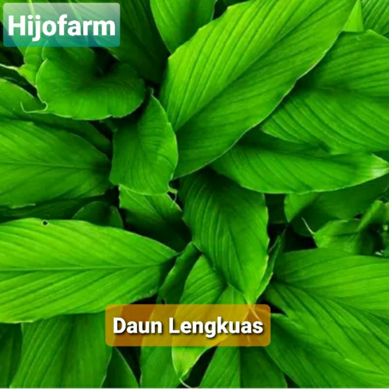 

Daun Lengkuas Segar 100 Gr / Daun Laos