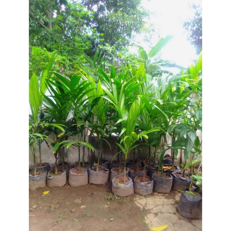 Bibit Pinang Betara Unggul Siap Tanam Sudah Berdaun Lebat