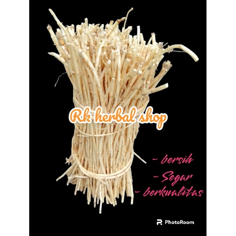 

Obat Panas Dalam Herbal Akar Alang-alang Segar Langsung Petik Akar Ilalang Fresh Termurah