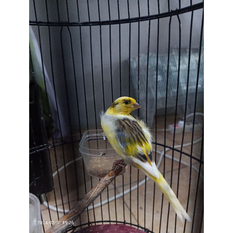 kenari paud loper jantan