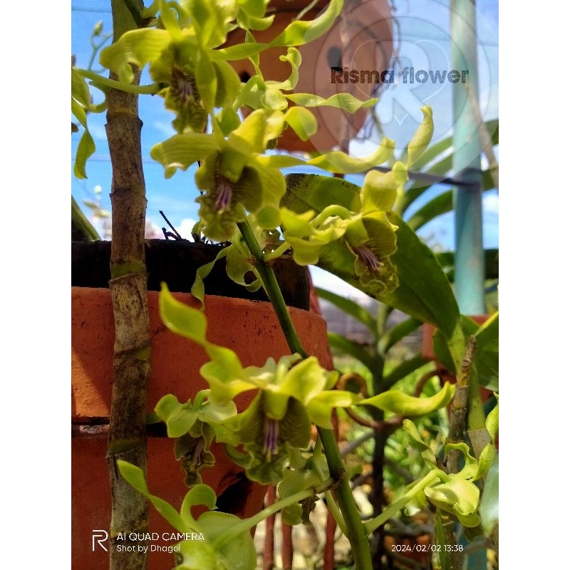Tanaman anggrek dendrobium keriting green / remaja anggrek dendrobium keriting