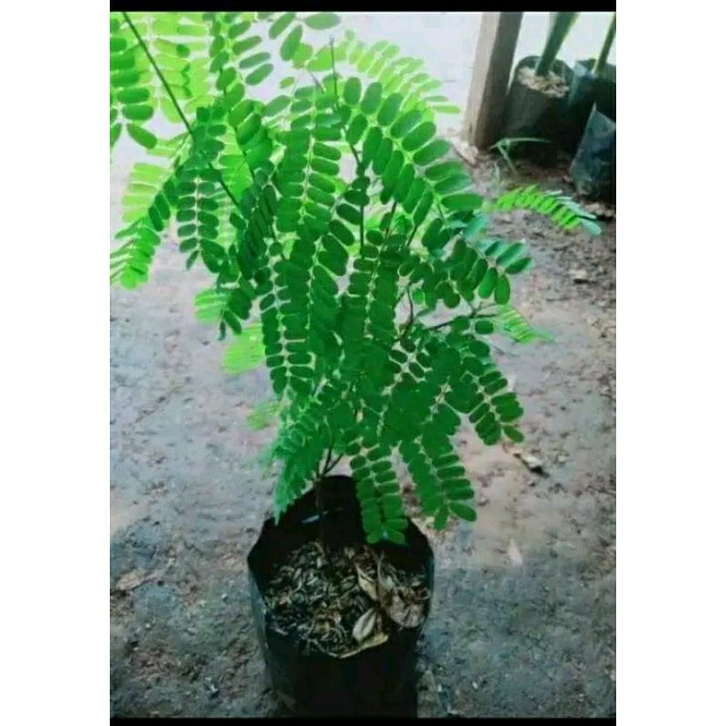 Bibit saga Rambat pohon Daun saga obat batuk sariawan panas dalam