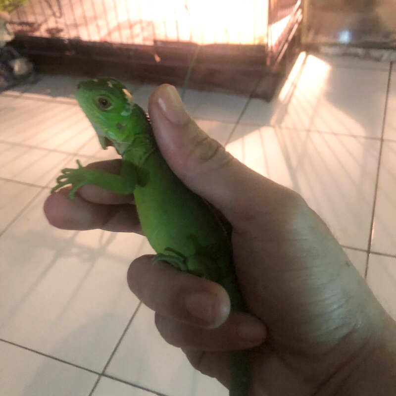 Green iguana colomb baby gendut obes terawat