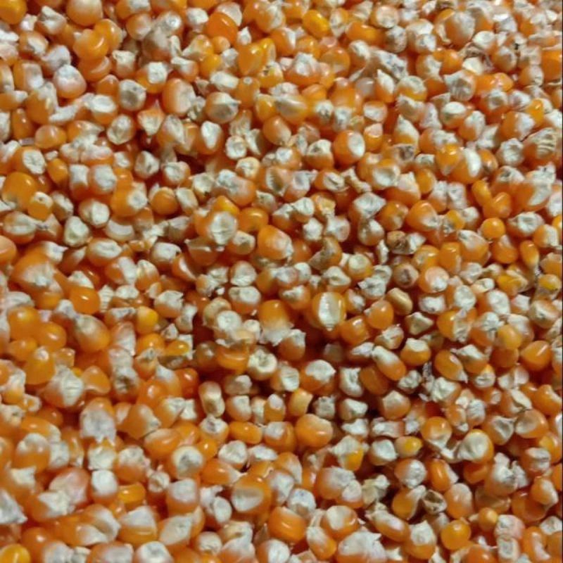 

Jagung pipil kering 1 kg