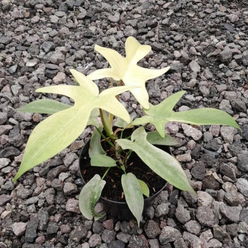 Philodendron Florida Ghost Mint