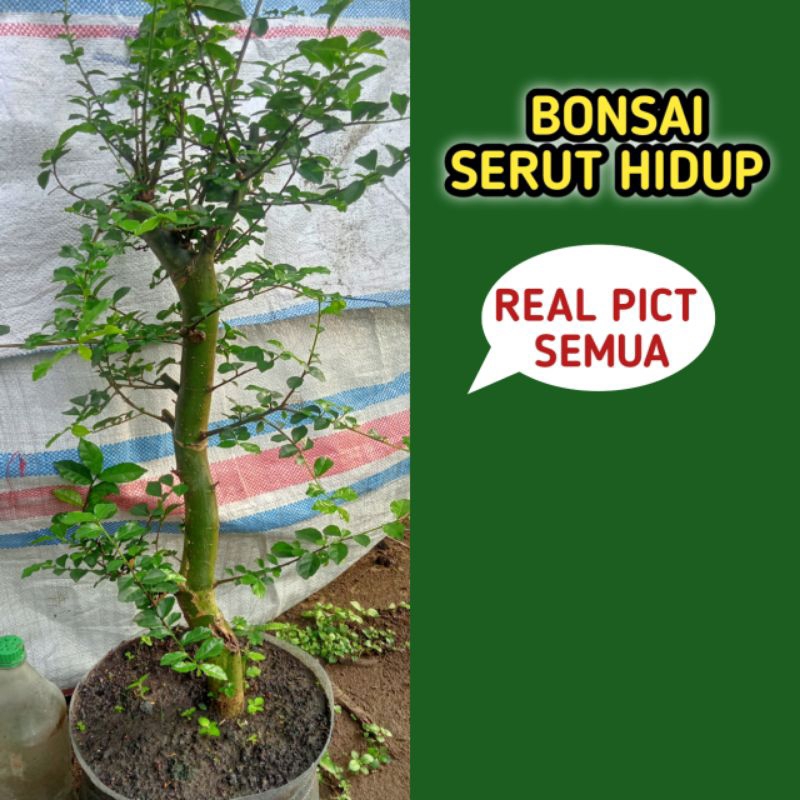 tanaman hias bonsai serut karakter
