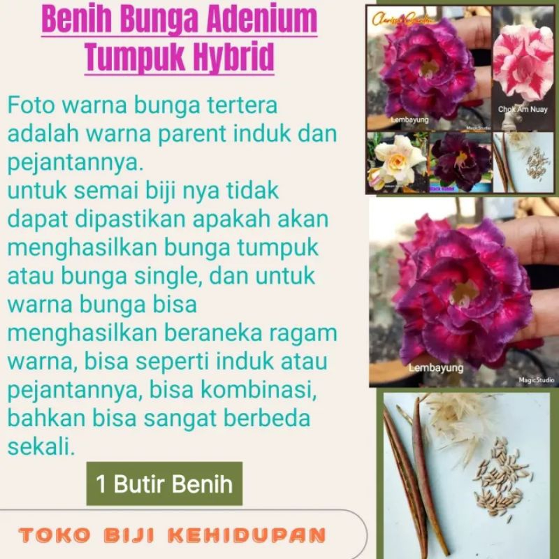 1 BIJI BENIH BUNGA ADENIUM TUMPUK HYBRID
