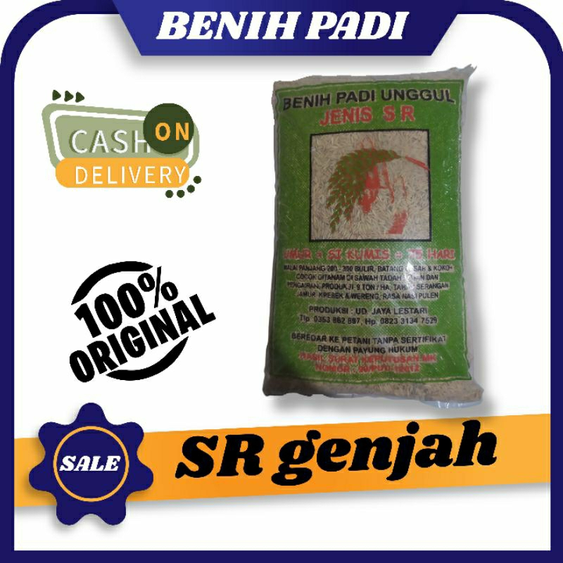 benih padi terbaru SR  umur panen 75 hst