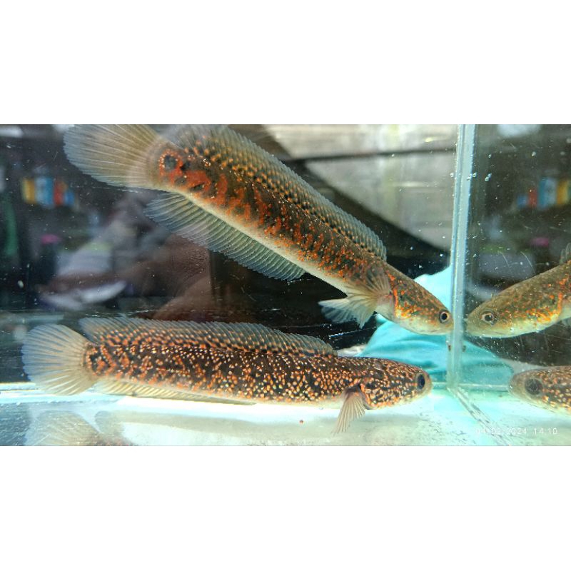 Asiatica Rsp kalimaya 13-15cm PAIR