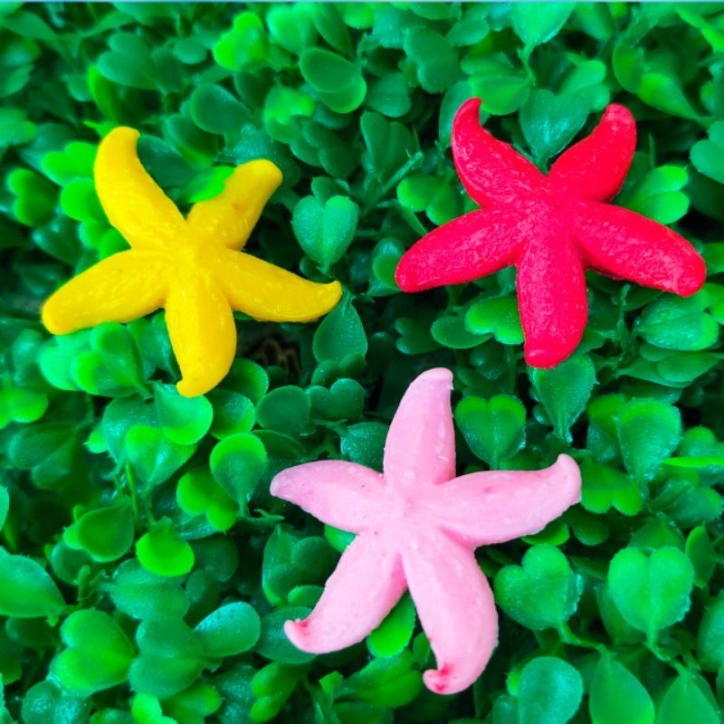 HIASAN AQUARIUM BINTANG LAUT CANTIK