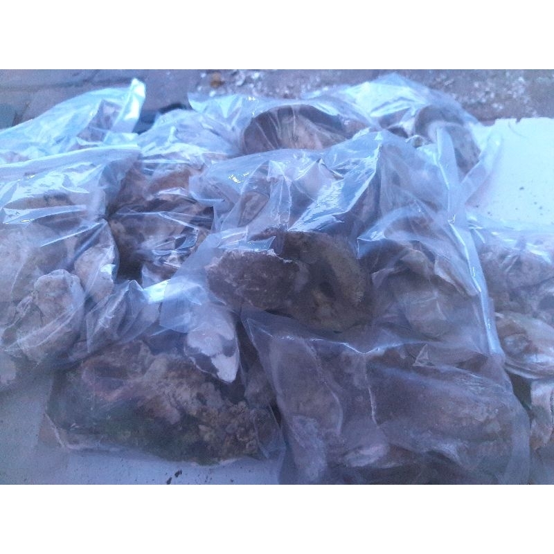 Cangkang Kerang Oyster