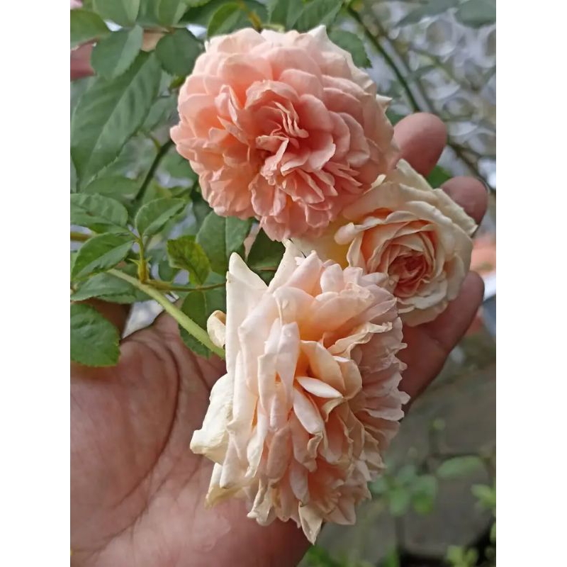 MAWAR ABRAHAM DARBY