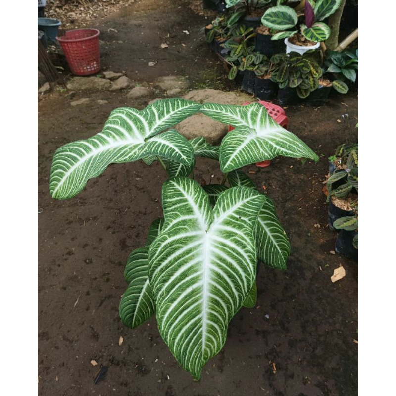 Tanaman hias alocasia Phyllotaenium lindenii (aka Xanthosoma lindenii)