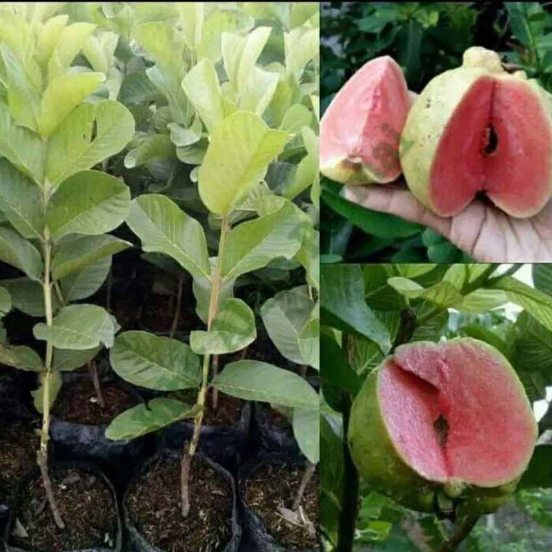 

JAMBU KRISTAL MERAH (CEPAT BERBUAH)