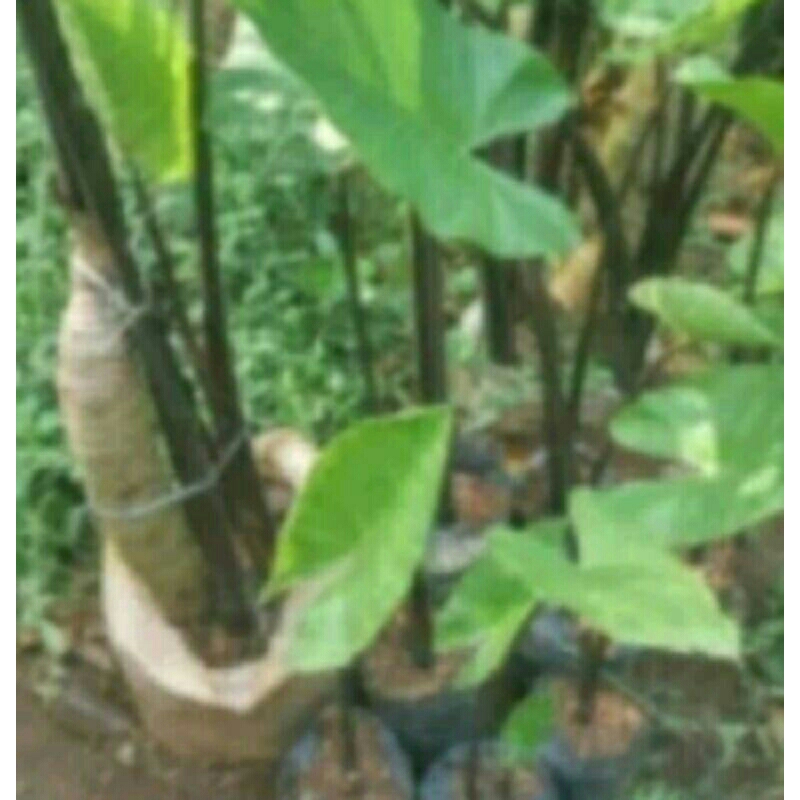 Bibit pohon  talas hitam