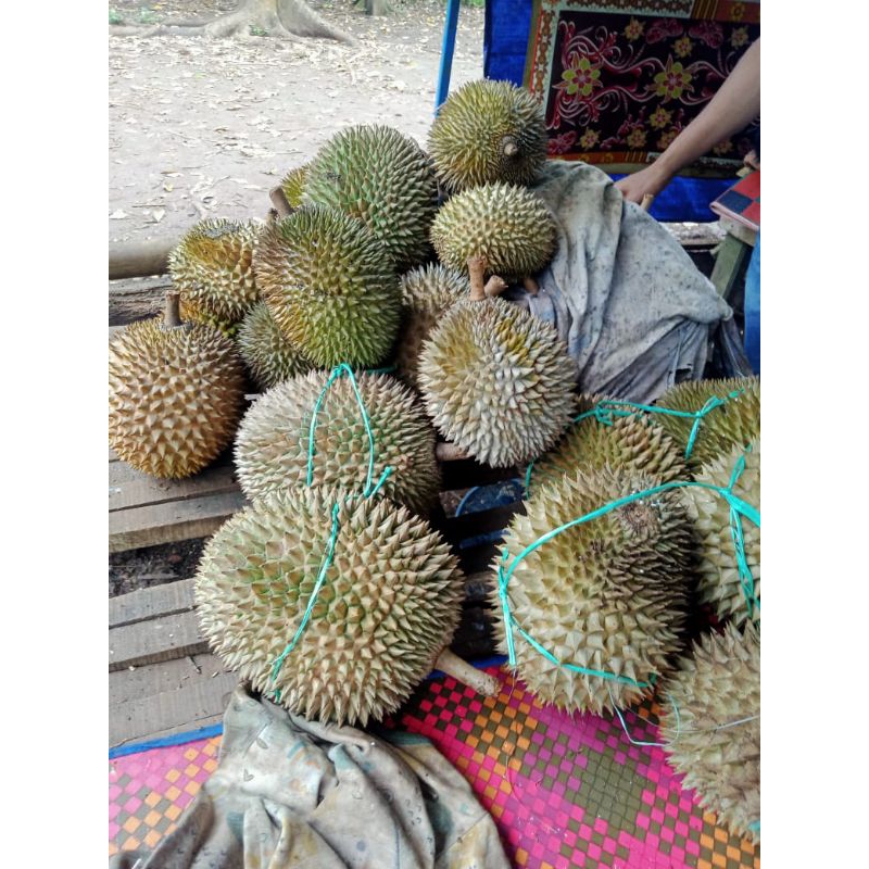 

duren montong