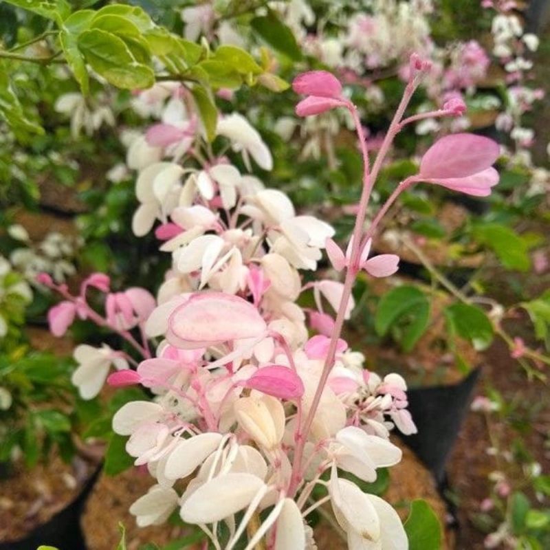 bahan bonsai tanaman hias asem Londo varigata