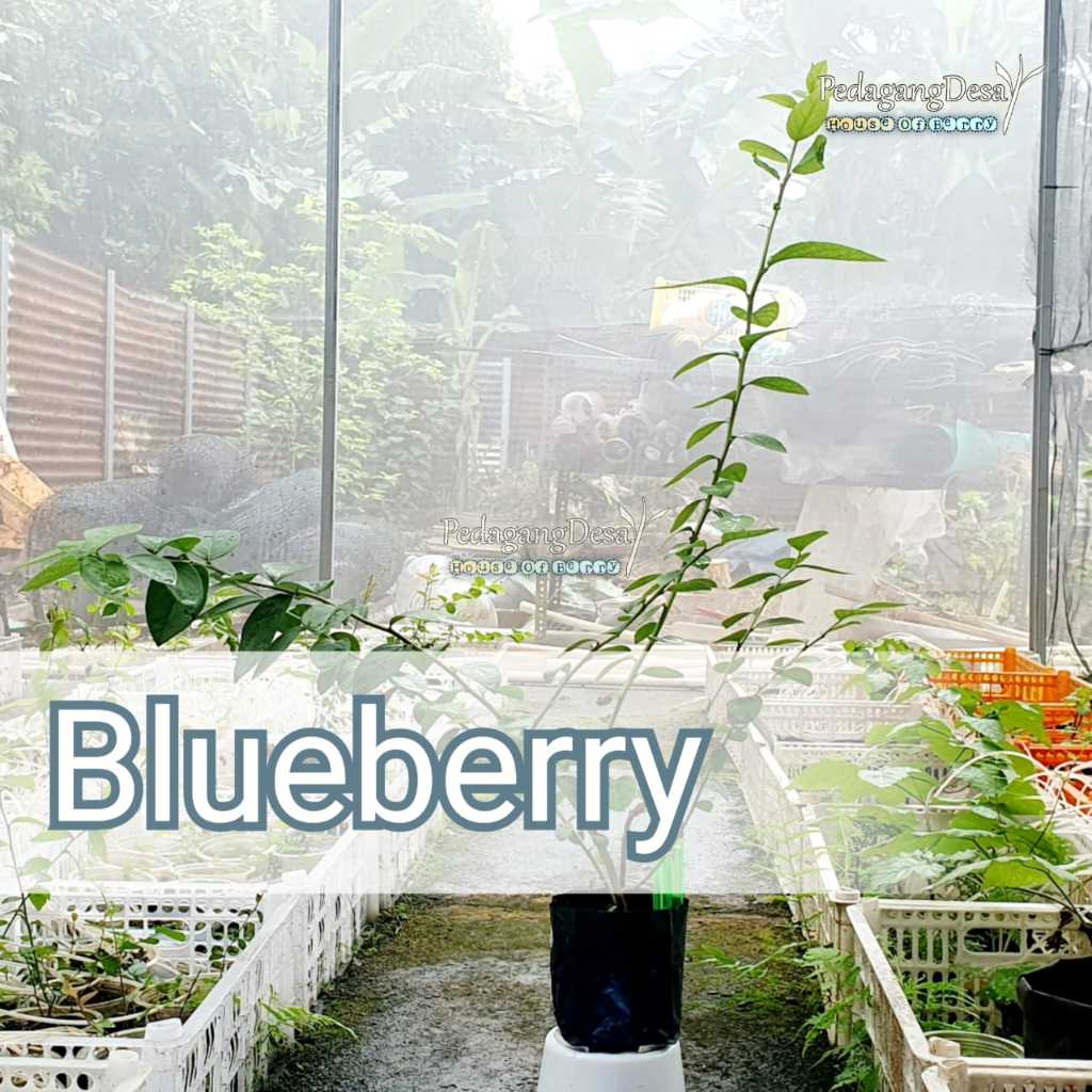 Bibit Blueberry SPANYOL Import Original RIMBUN DEWASA | Dataran Rendah / Tinggi | Bibit Blue berry I