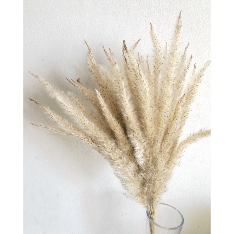 bunga ilalang kering isi 50 batang