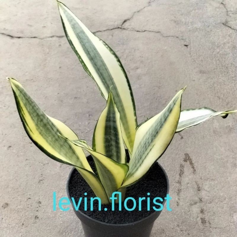 Sansevieria futura hendrika / golden asahi sansivera sansiviera lidah mertua / bibit tanaman hias bu