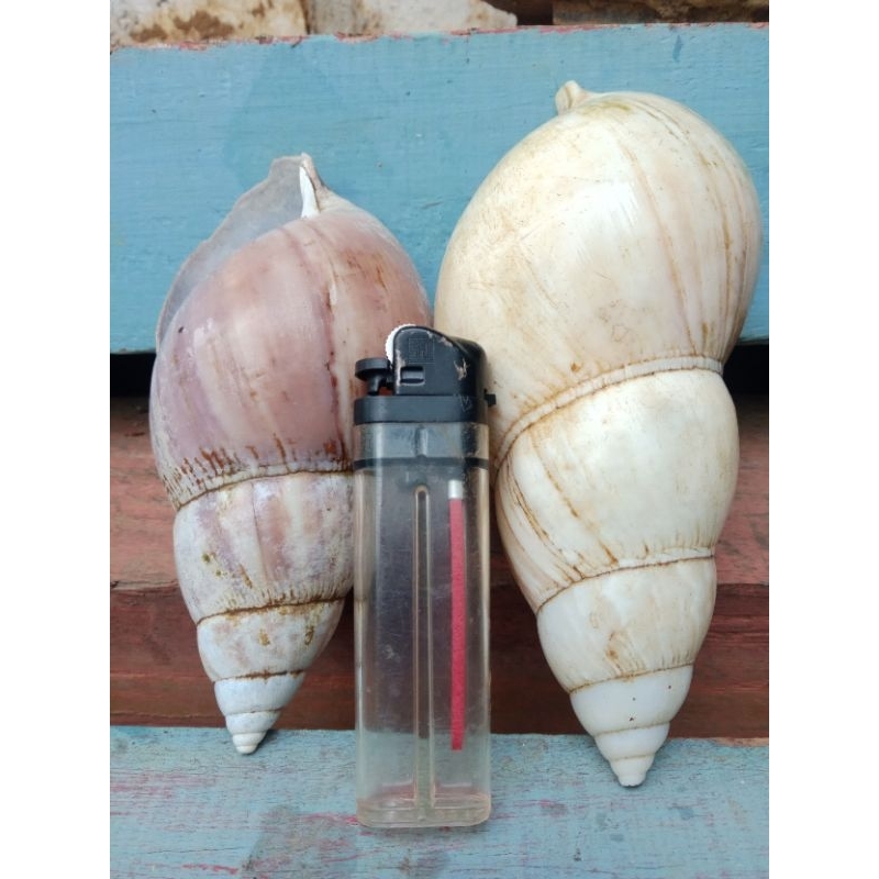 cangkang bekicot besar