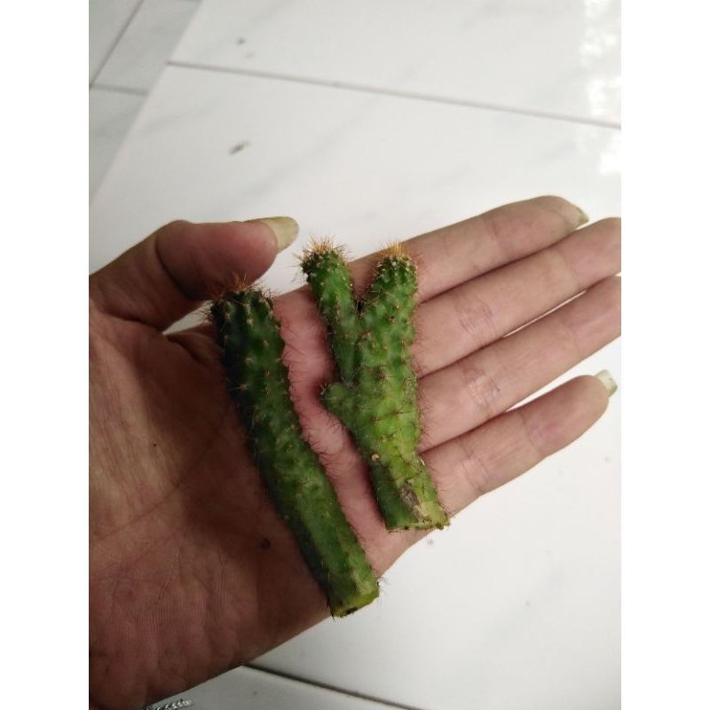 cutting cereus jamacaru kecil murah