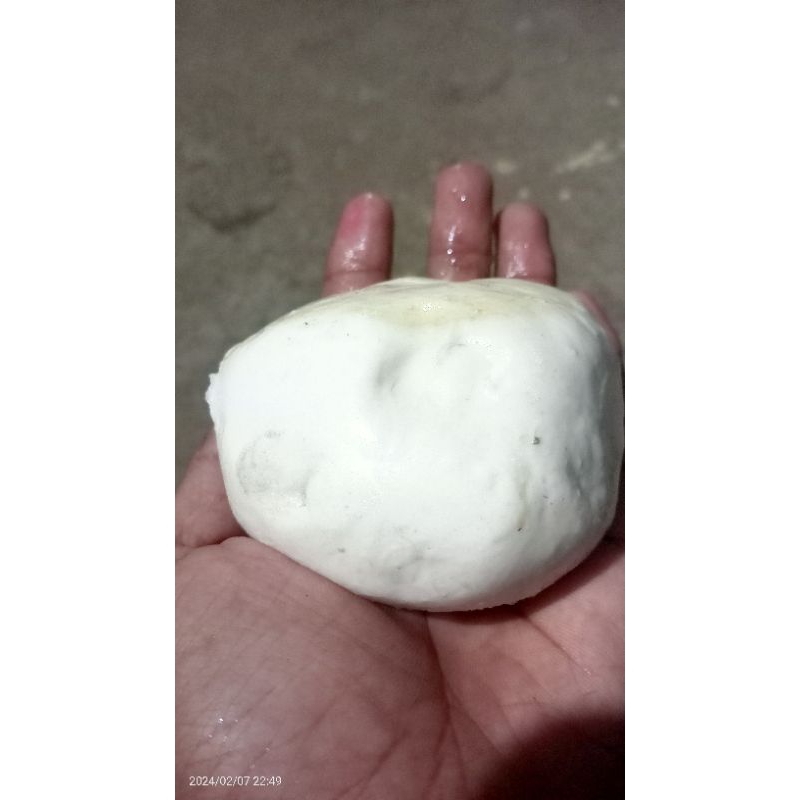 pulut burung racikan getah bendo jaminan lengket