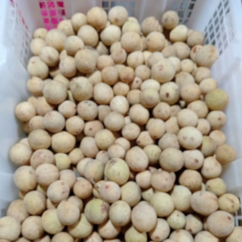 

Duku palembang/duku manis/buah fresh99 1kg