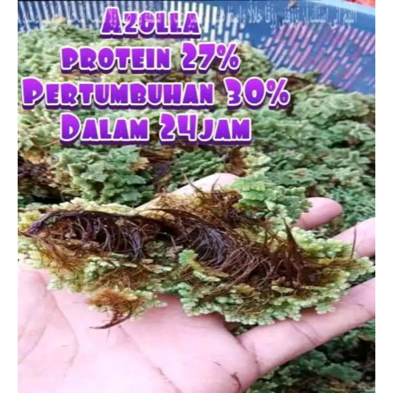 BIBIT AZOLA MICROYLA 100 gram BENIH AZOLA