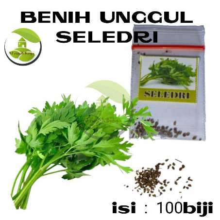 Benih Sayuran Seledri Unggul Ratusan Benih Sayur Benih Bibit Sayuran