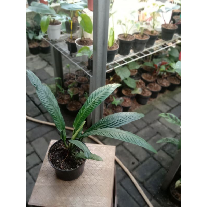 philodendron Linette