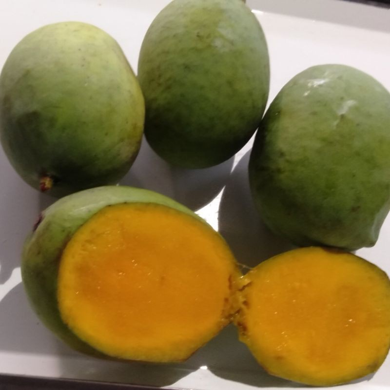 

Buah Mangga Kueni berat 1 kg