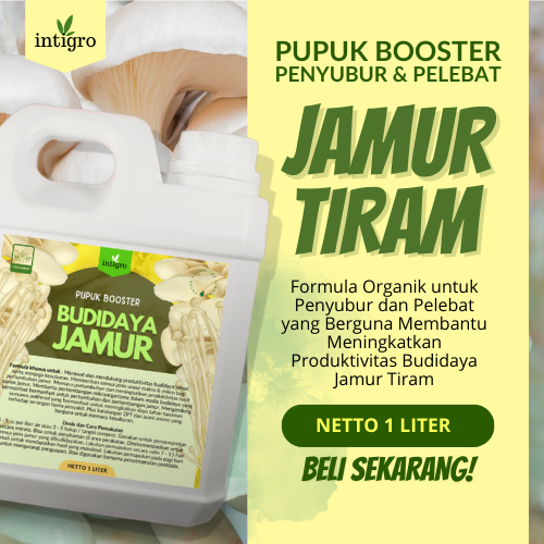 Pupuk Jamur Tiram Putih / Nutrisi Jamur Tiram Pupuk Organik Penyubur Tanaman Jamur Tiram Meningkatka