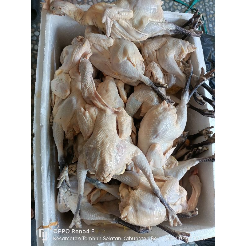 

ayam kampung jumbo berat 1,2kg - 1,4kg