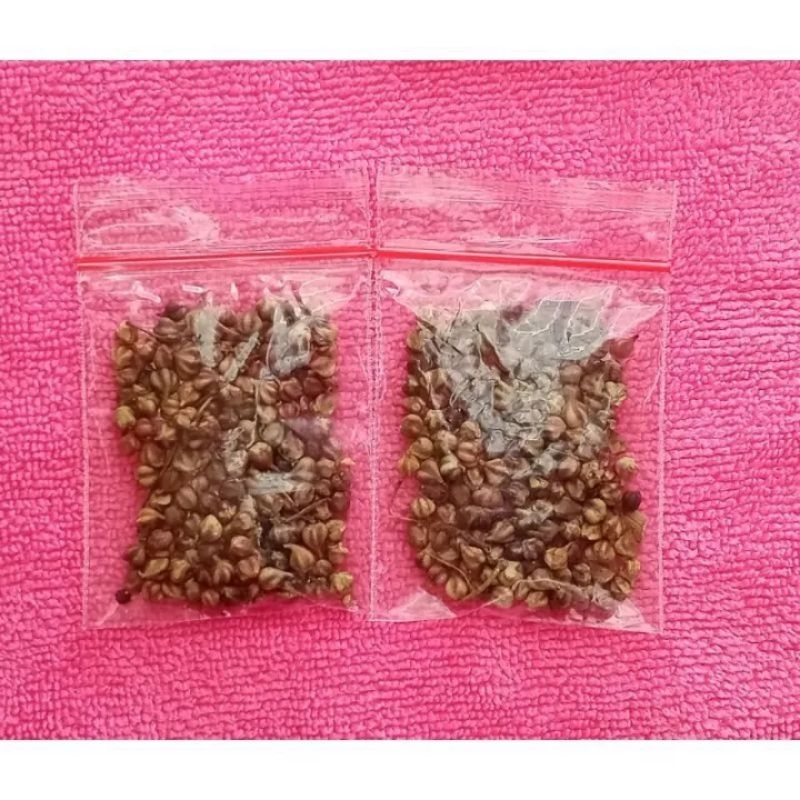 benih biji  bonsai bucida spinosa / black olive berisi 80 biji siap semai