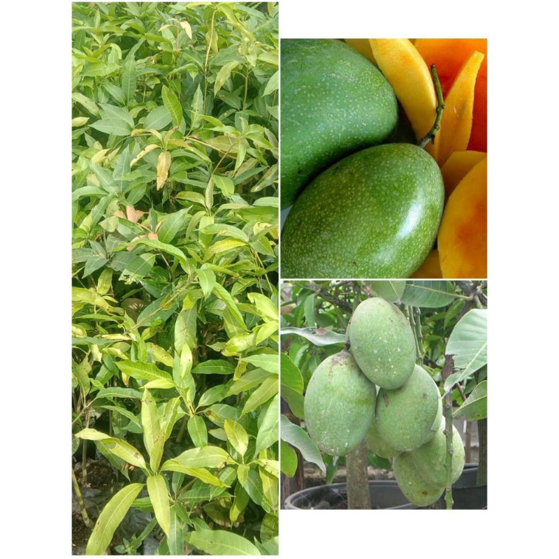 

BIBIT MANGGA MANALAGI OKULASI SUPER UNGGUL