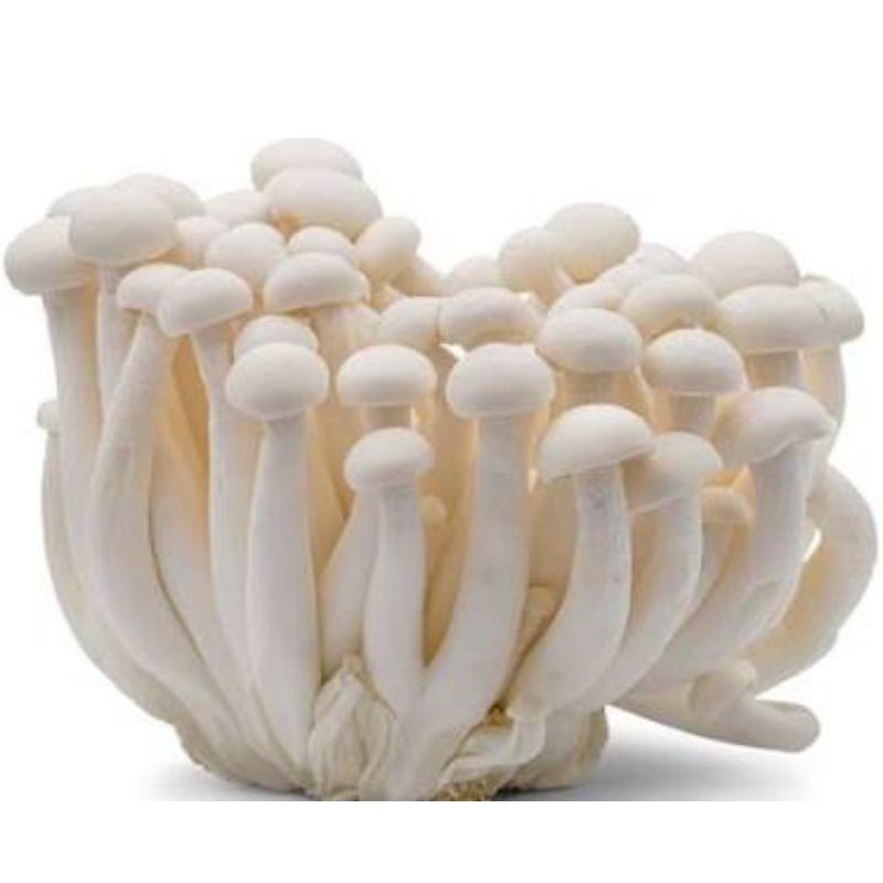 

Jamur Shimeji 250 gr