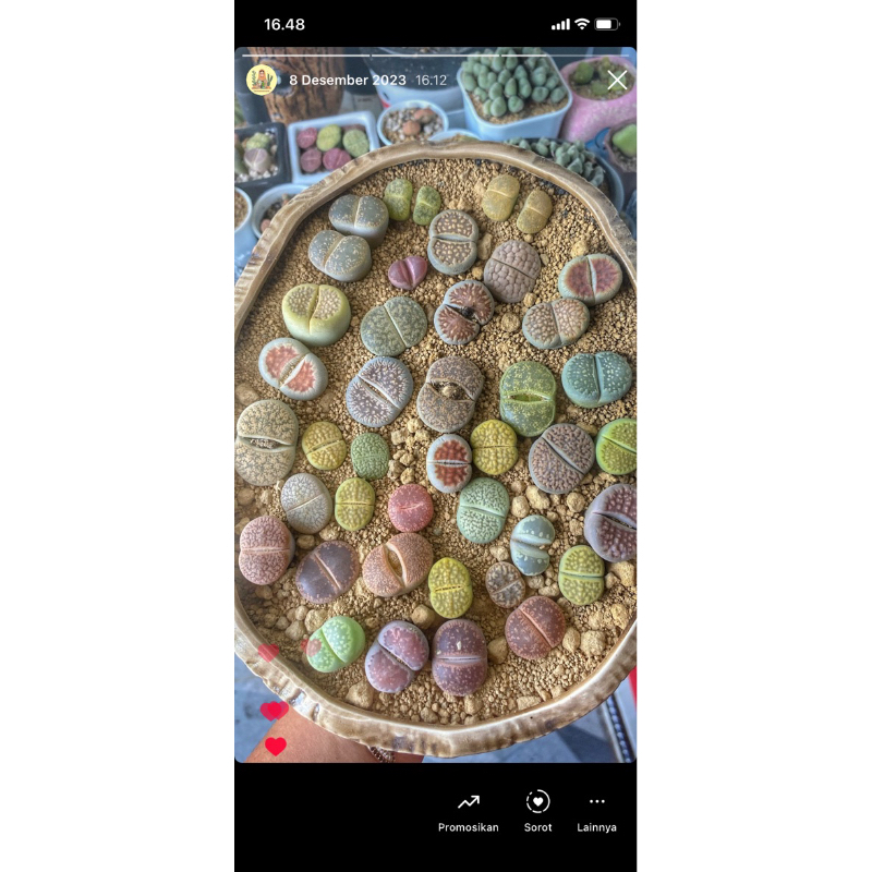 lithops jumbo single